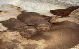 Dachshund dogs for sale: 2 Isabella dachshund puppies  - Image 11