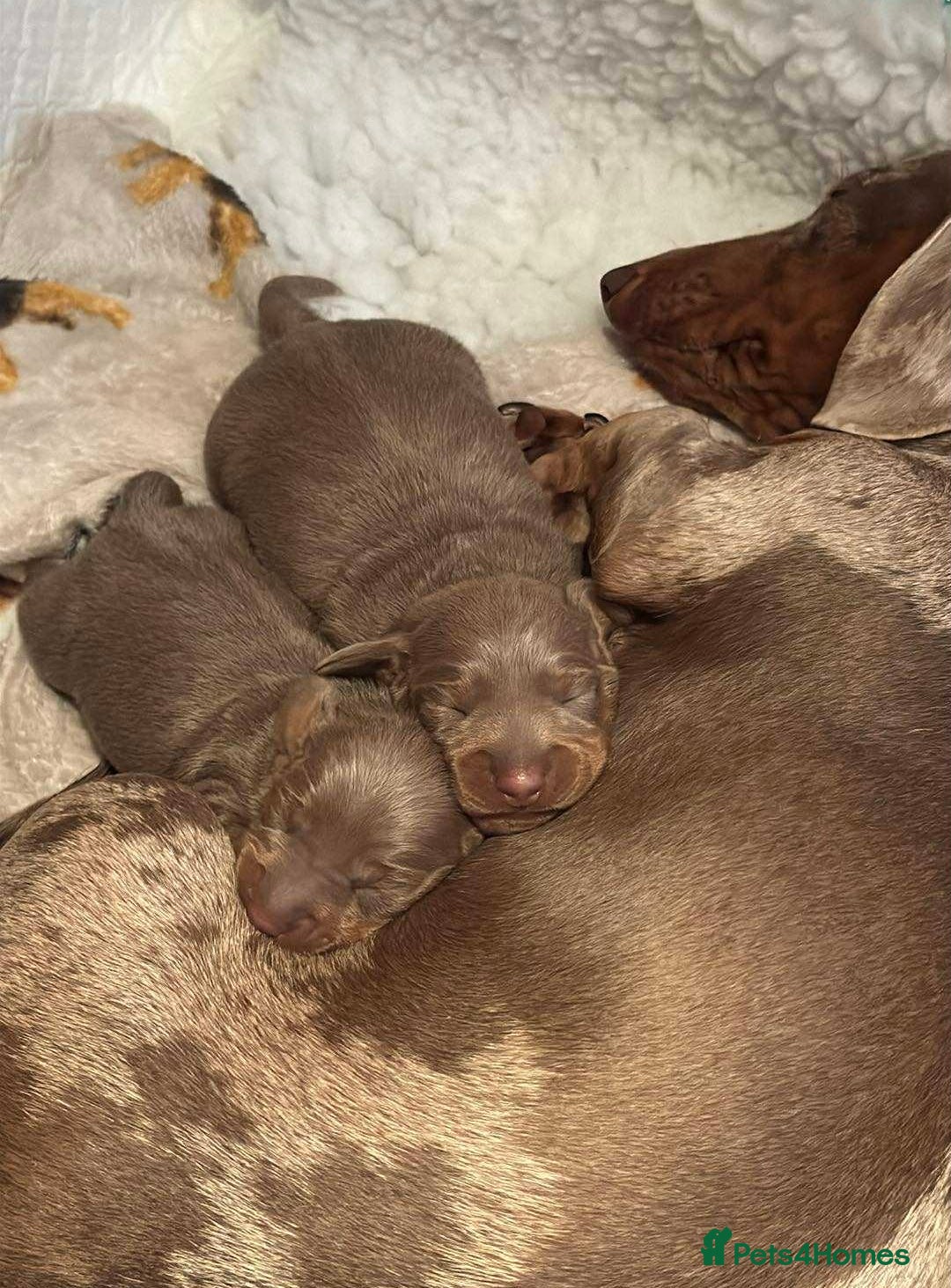 Dachshund dogs for sale: 2 Isabella dachshund puppies  - Image 11