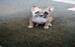 Akita dogs for sale: Akita 2years old  - Image 3