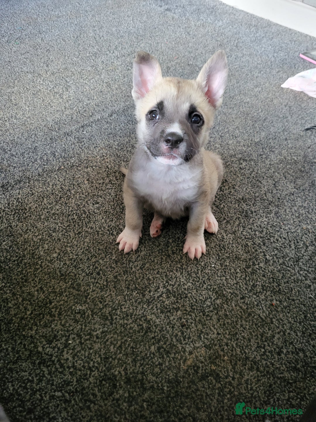 Akita dogs for sale: Akita 2years old  - Image 3