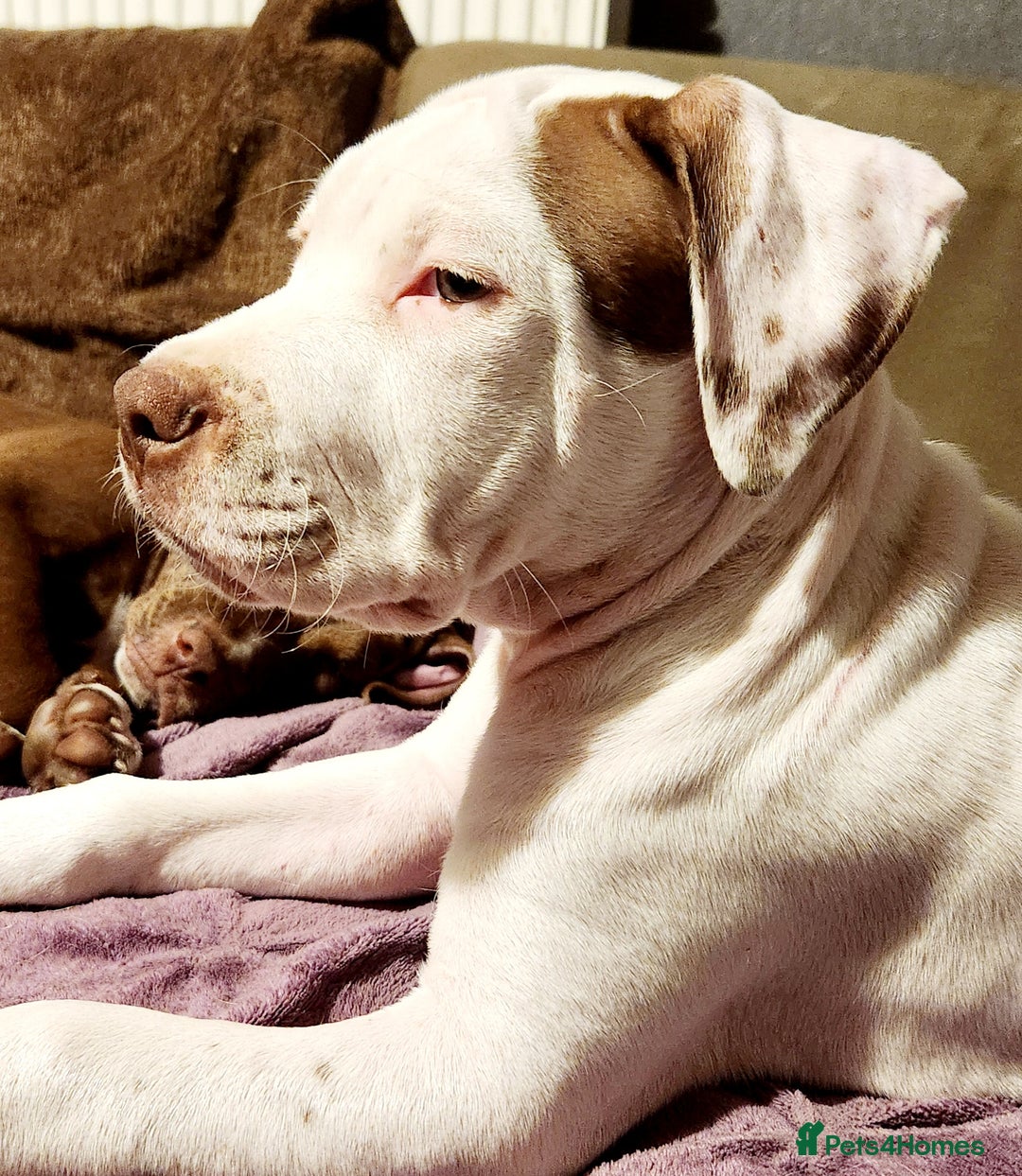 Mixed Breed dogs for sale: Beautiful Bully Mix pups ‼️Reduced‼️ in Dagenham - Image 9