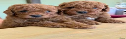 Poodle dogs for sale: Miniature homebred  red poodle pups male  - Advert 9