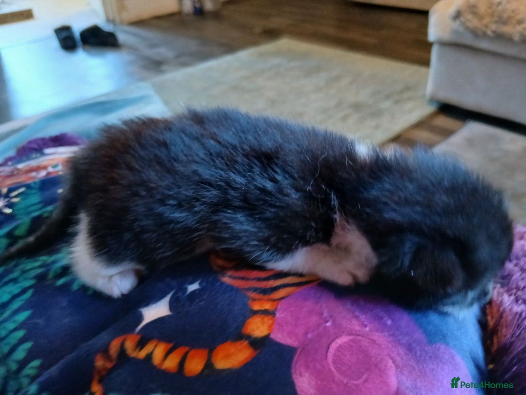Turkish Angora cats for sale: Fluffy male kitten - Image 6