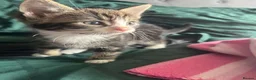 Mixed Breed cats for sale: Beautiful Tabby Kittens, looking for forever homes - Advert 6