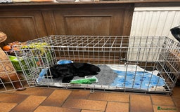 Cocker Spaniel dogs for sale: Male working cocker spaniel puppy kc reg - Image 6