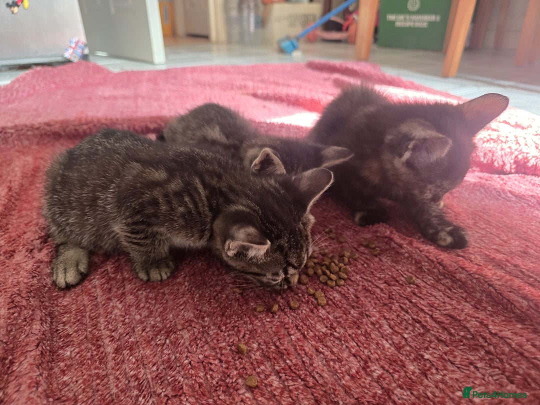 Mixed Breed cats for sale: Beautiful kittens  - Image 5