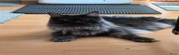 Maine Coon cats for sale: TICA registered European Maine coons  - Advert 4