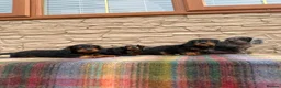 Doxiepoo dogs for sale: Beautiful doxiepoos (council licensed breeder) - Advert 7