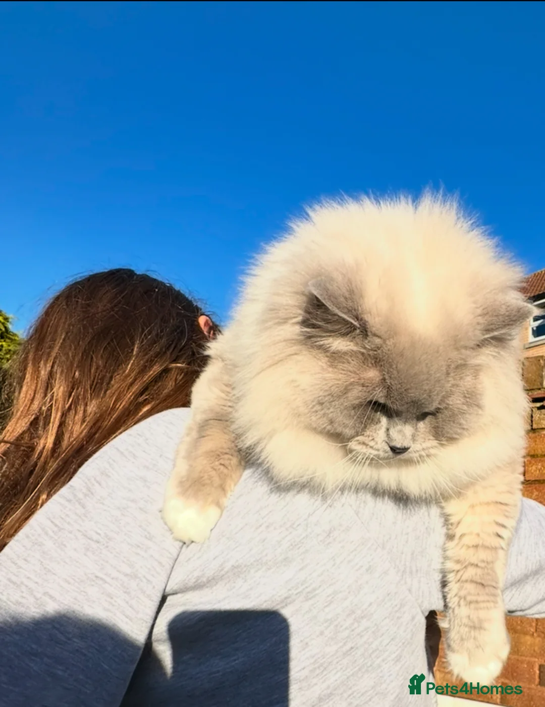 Ragdoll cats for stud: GCCF/TICA Ragdoll Stud available for mating TESTED - Advert 4