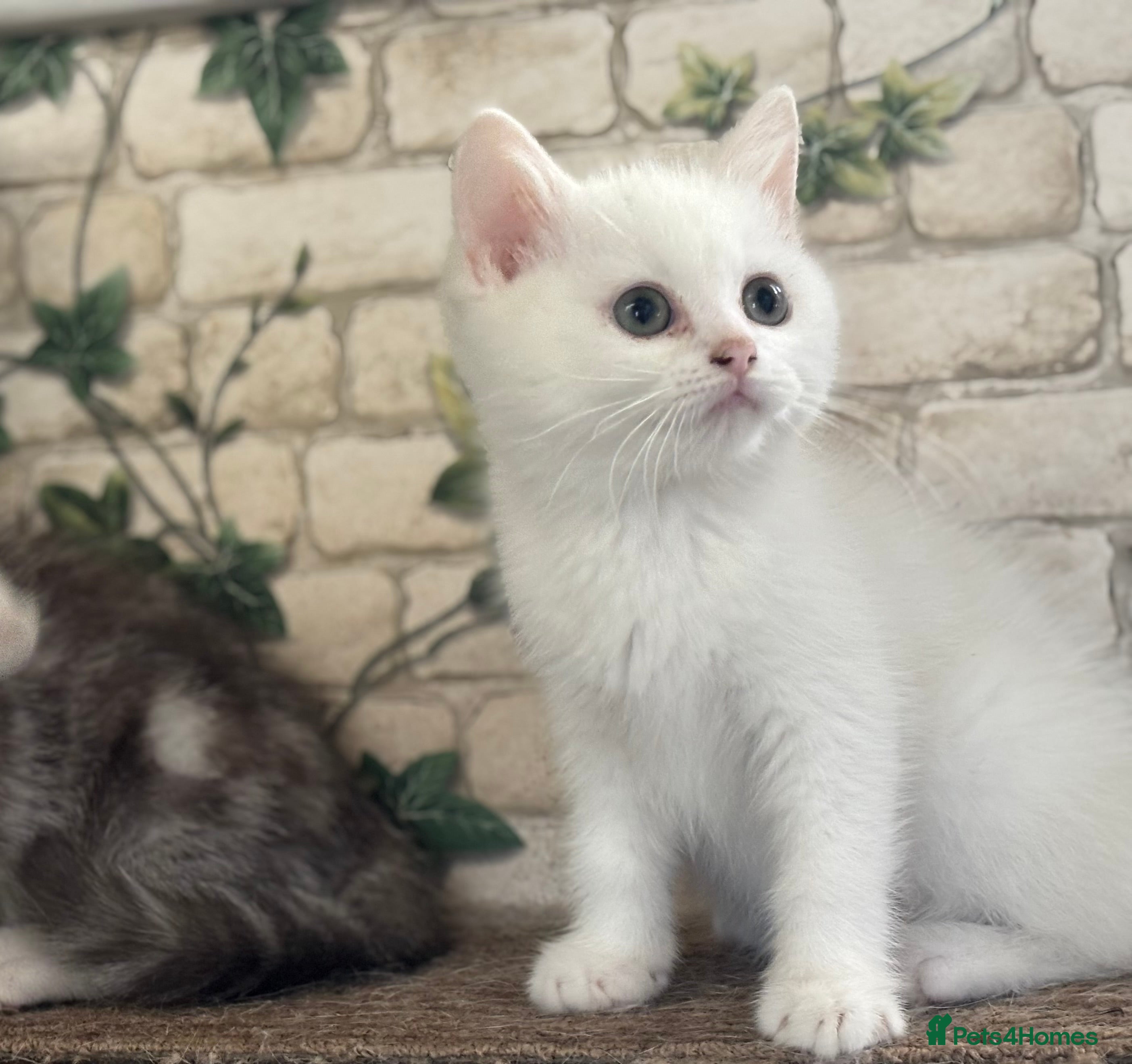 Munchkin cats Full Pedigree Munchkin Kittens  - Advert 5