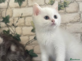 Munchkin cats Full Pedigree Munchkin Kittens - Advert 5