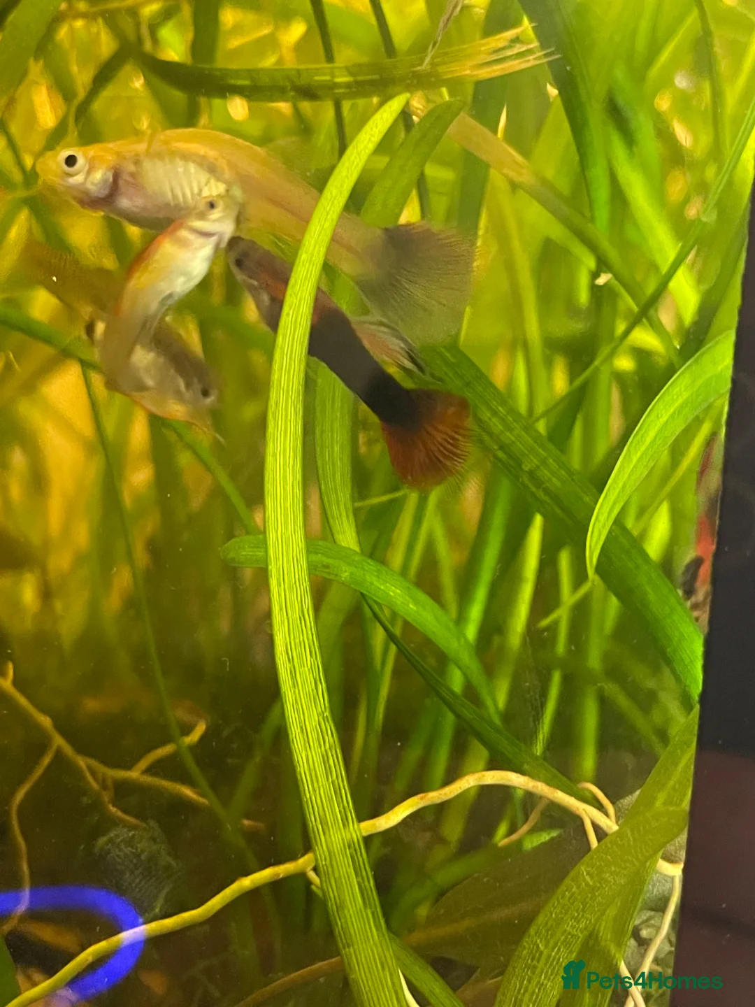 Live Bearers fish for sale: Common Guppy in Cheltenham - Advert 5