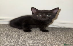 Mixed Breed cats for sale: Kittens ready to leave tomorrow ✨ - Image 4