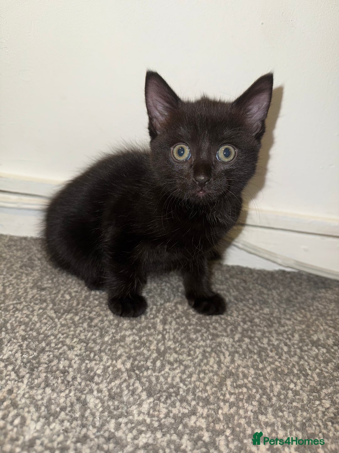 Mixed Breed cats for sale: Kittens ready to leave tomorrow ✨ - Image 4