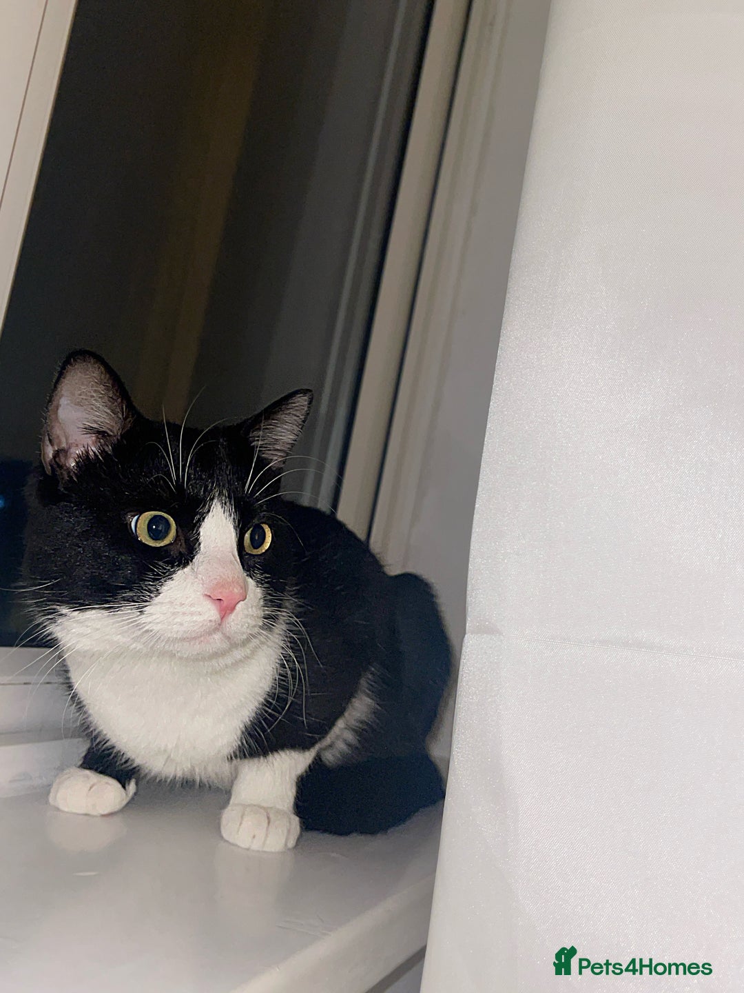 Mixed Breed cats for sale: Much Loved Indoor Cat Looking for Forever Hom - Advert 1