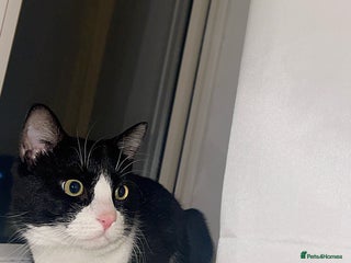 Mixed Breed cats Much Loved Indoor Cat Looking for Forever Hom - Advert 2