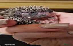 Pygmy Hedgehog rodents for sale: Three gorgeous hoglets for sale  - Image 2