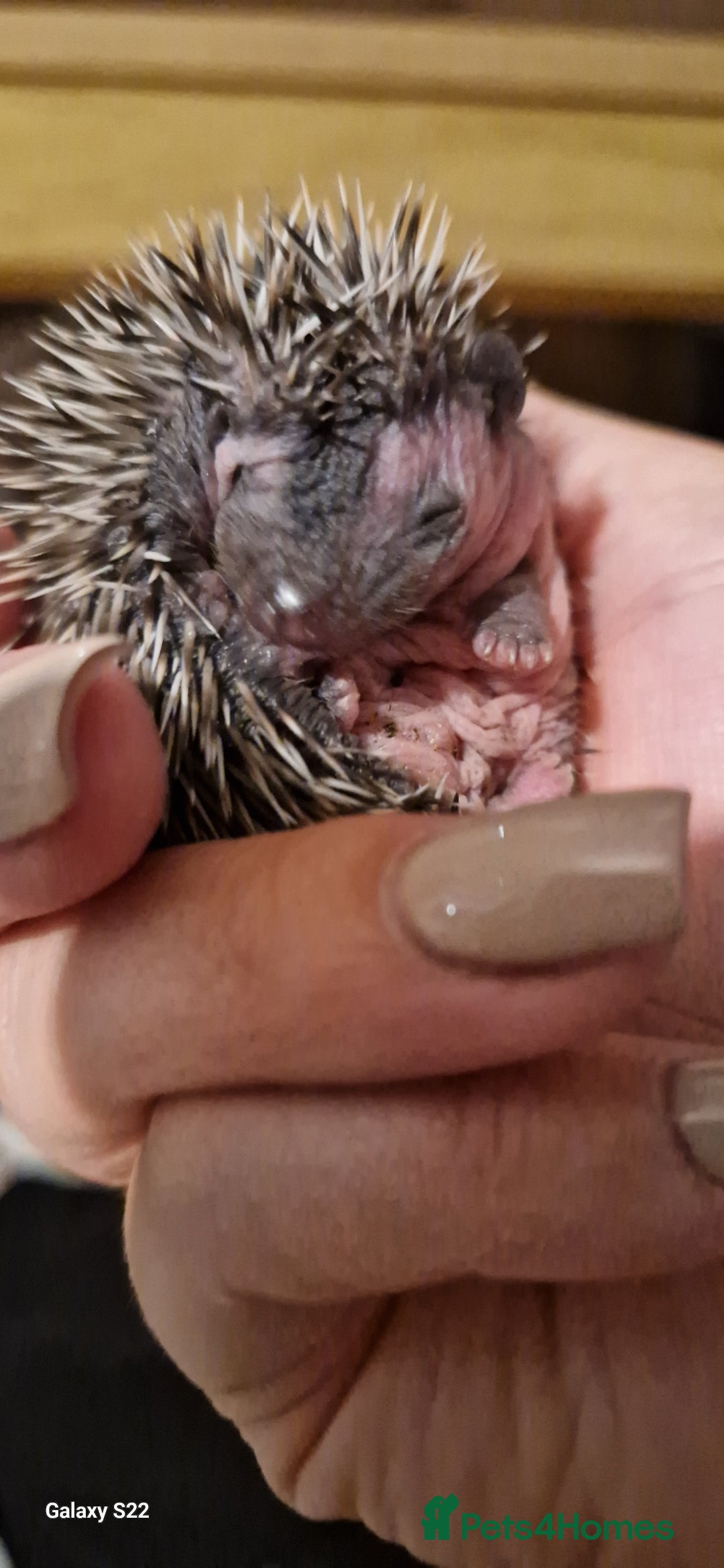 Pygmy Hedgehog rodents for sale: Three gorgeous hoglets for sale  - Image 2
