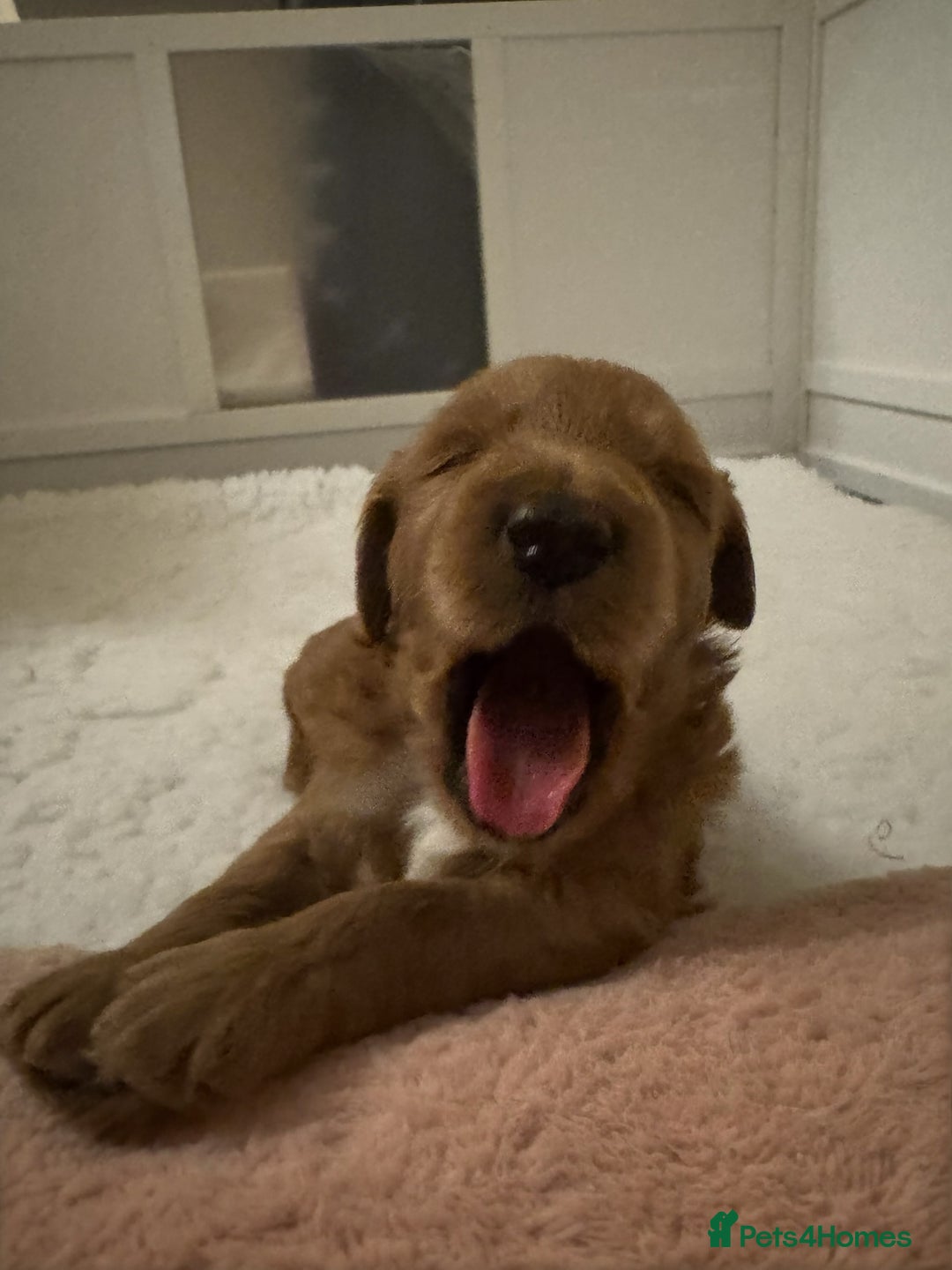 Cavapoo dogs for sale: Australian Cavapoo ! Full panel DNA Tested  - Advert 6