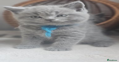 British Shorthair cats - Advert 2
