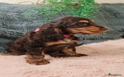 Cocker Spaniel dogs for sale: 🔥LAST TWO BOYS LEFT!🔥 KC SHOW COCKER SPANIEL  - Image 13