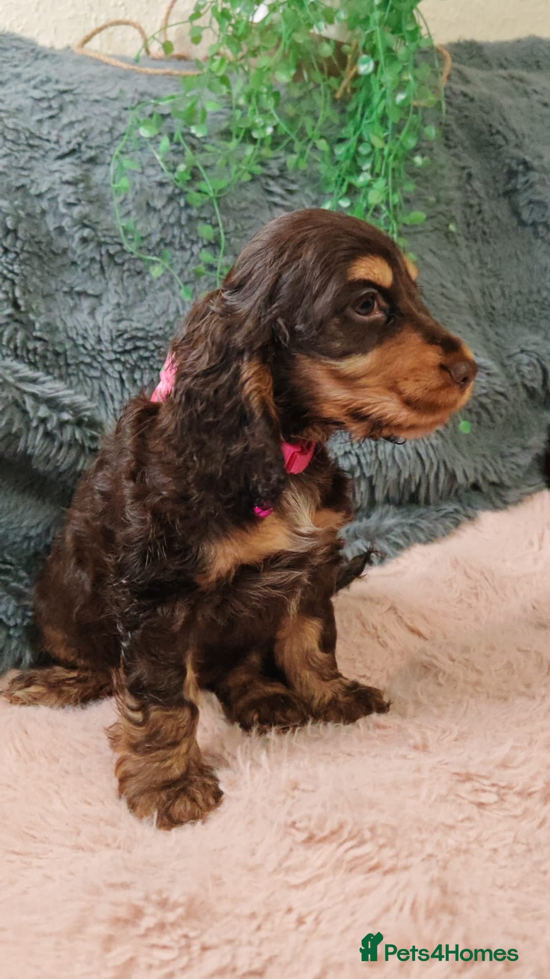 Cocker Spaniel dogs for sale: 🔥LAST TWO BOYS LEFT!🔥 KC SHOW COCKER SPANIEL  - Image 13