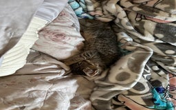 Mixed Breed cats for sale: Kittens for sale ready to go now   - Image 3