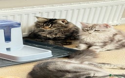 Maine Coon cats for sale: Outstanding pedigree kittens ready to leave - Image 26