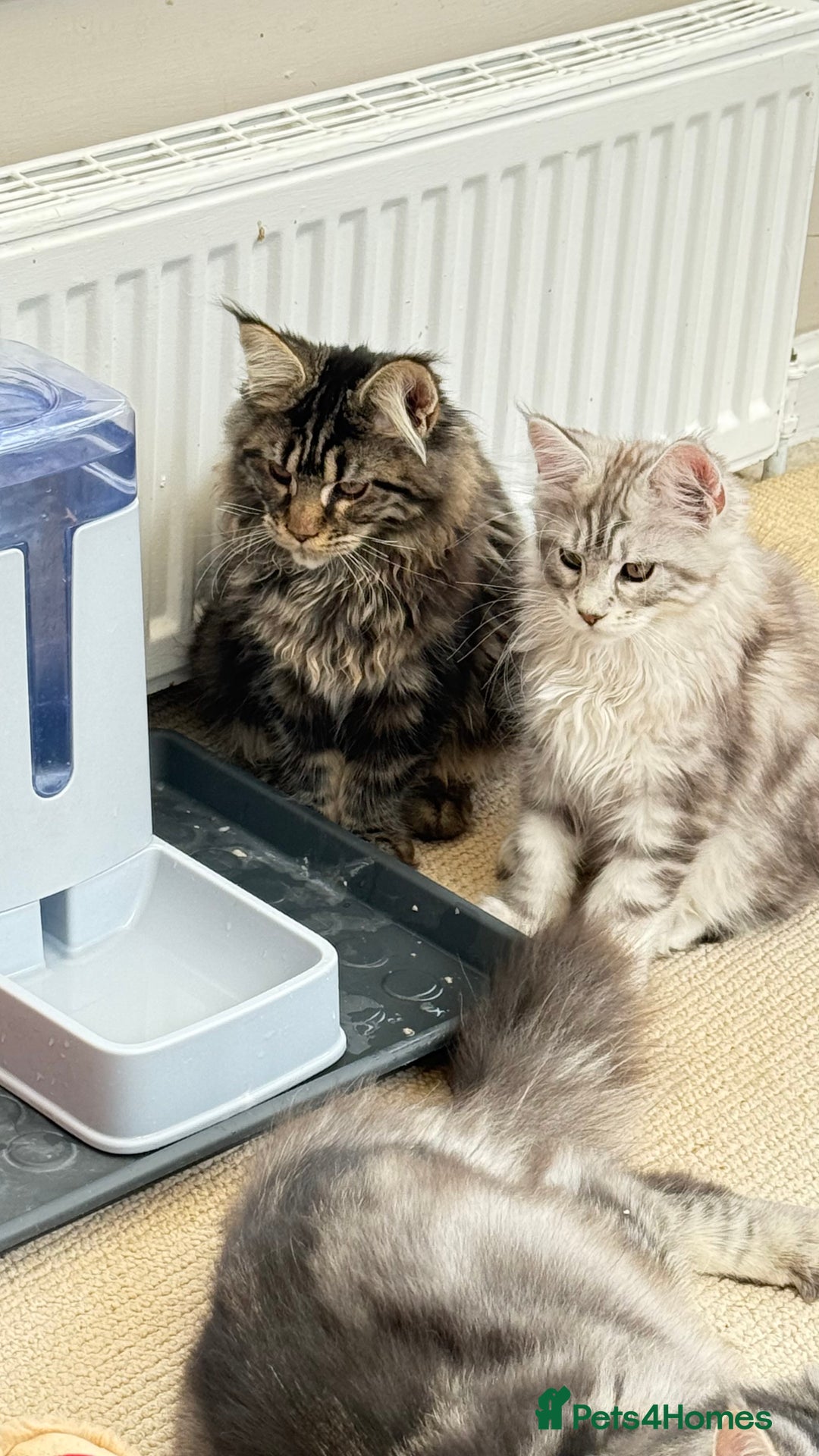 Maine Coon cats for sale: Outstanding pedigree kittens ready to leave - Image 26