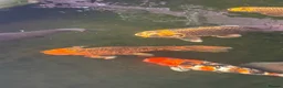 Koi Carp fish for sale: Carp for sale  in Nottingham - Advert 7