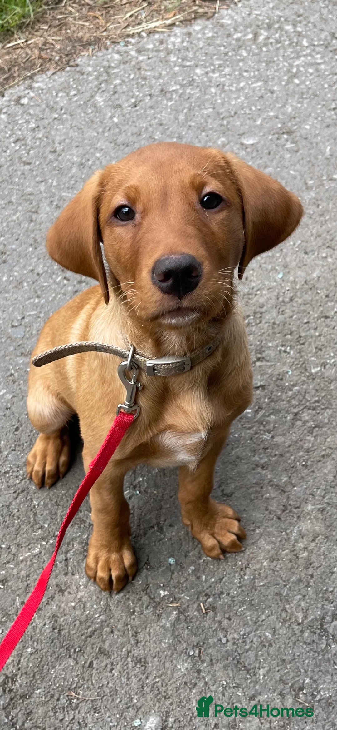 Labrador Retriever dogs for stud: Stunning KC dark Fox Red stud in Ware - Advert 7