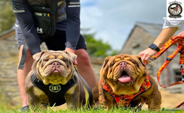 English Bulldog dogs - Advert 2