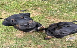 Mixed Breed dogs for sale: Golden Retriever/ Great Dane Mix - Image 2