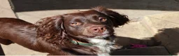 Cocker Spaniel dogs for stud: Kc reg Cocker spaniel - working - stud dog - Advert 3