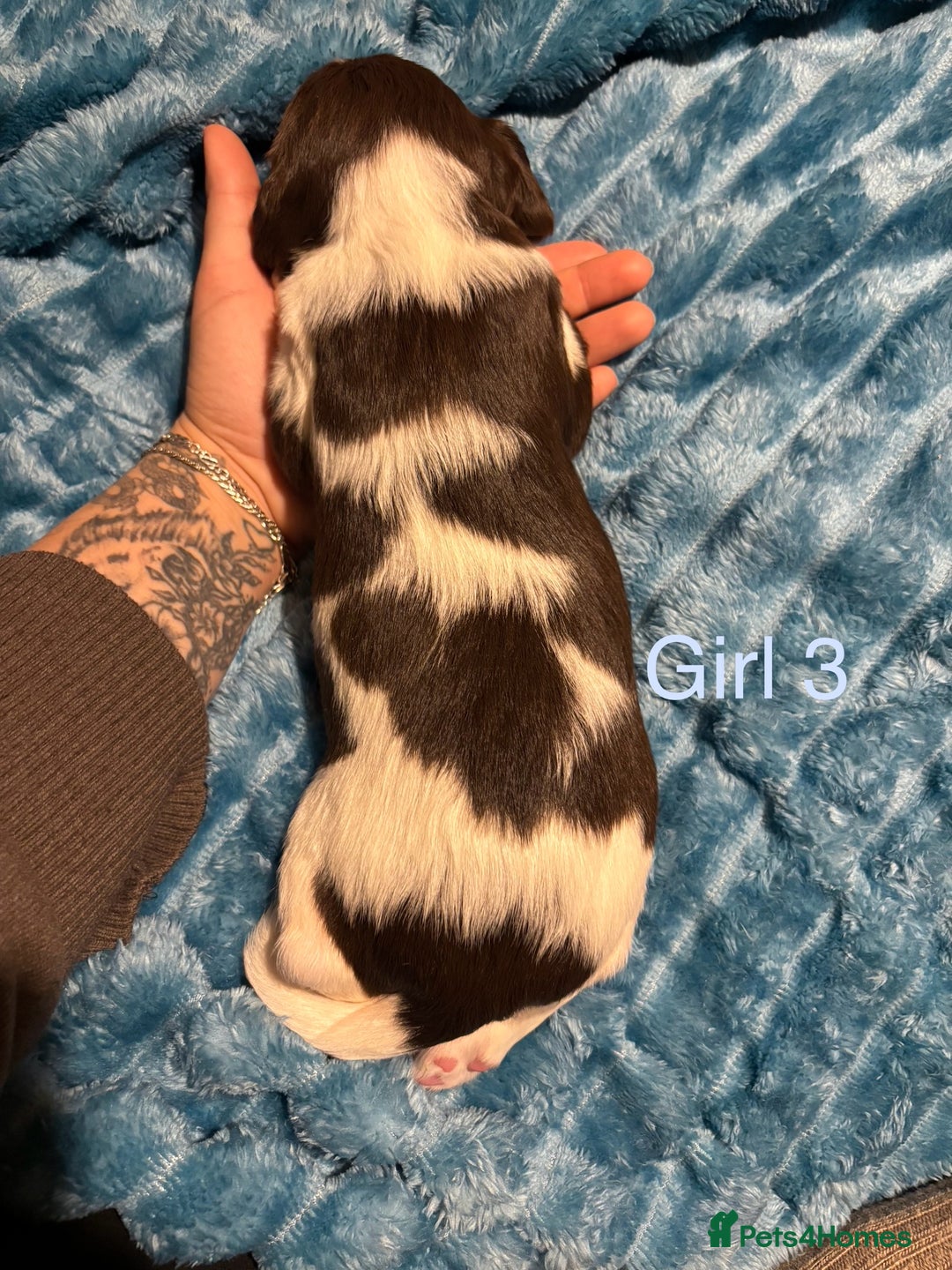 English Springer Spaniel dogs for sale: ✨ KC Registered English Springer Spaniel Puppies ✨ - Advert 13