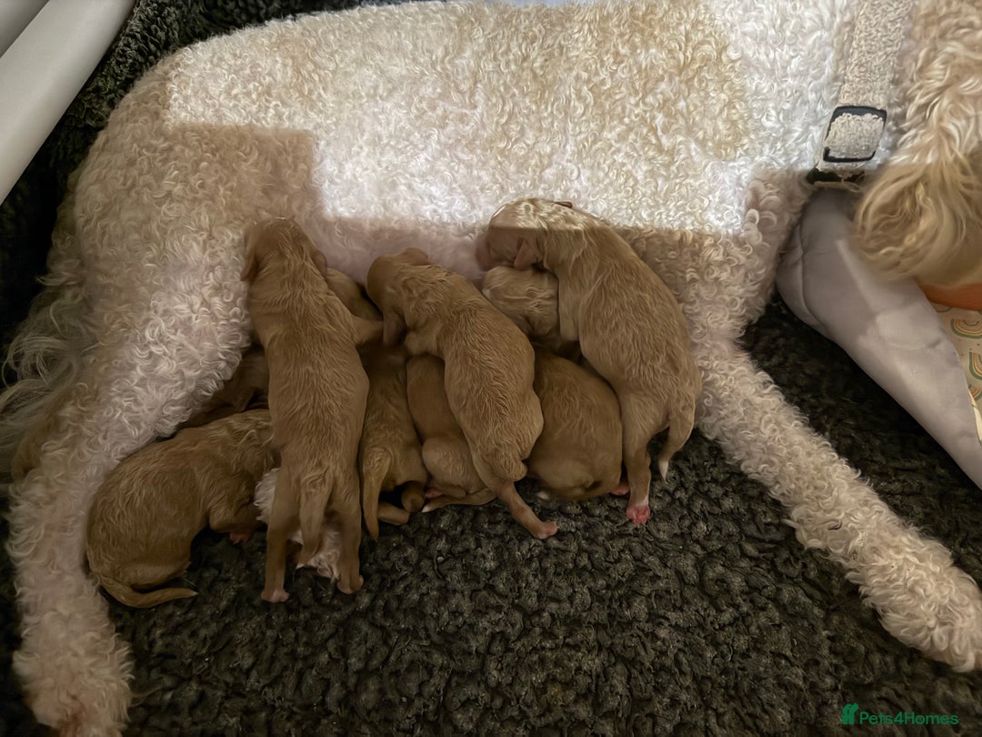 Cavapoochon dogs for sale: Toy cavapoochons  - Advert 4