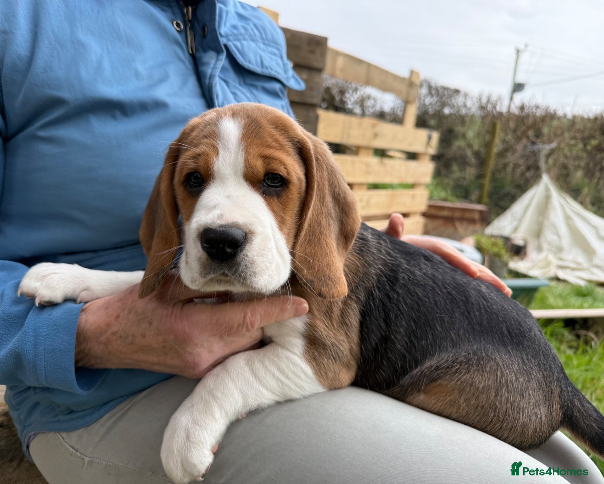 Beagle dogs Beautiful Pedigree Tri Colour Beagle Puppies - Advert 1