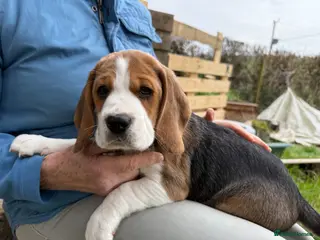 Beagle dogs Beautiful Pedigree Tri Colour Beagle Puppies - Advert 1
