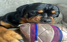 Rottweiler dogs for stud: Stunning solid male Rottweiler  - Image 4