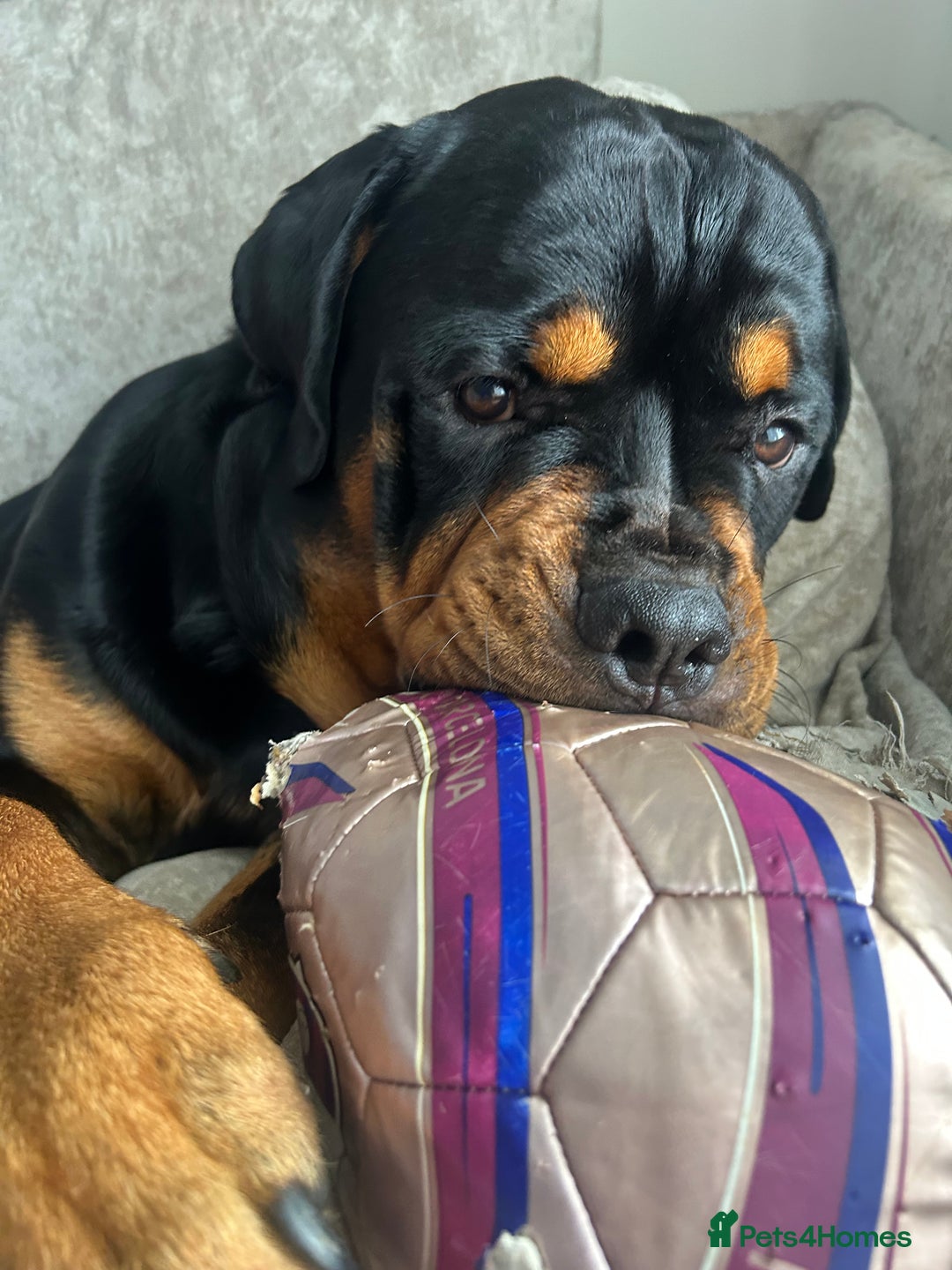 Rottweiler dogs for stud: Stunning solid male Rottweiler  - Image 4