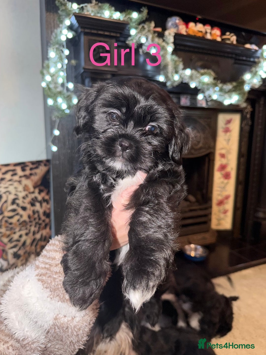 Mixed Breed dogs for sale: Shih Tzu x fluffy frenchie  - Advert 4