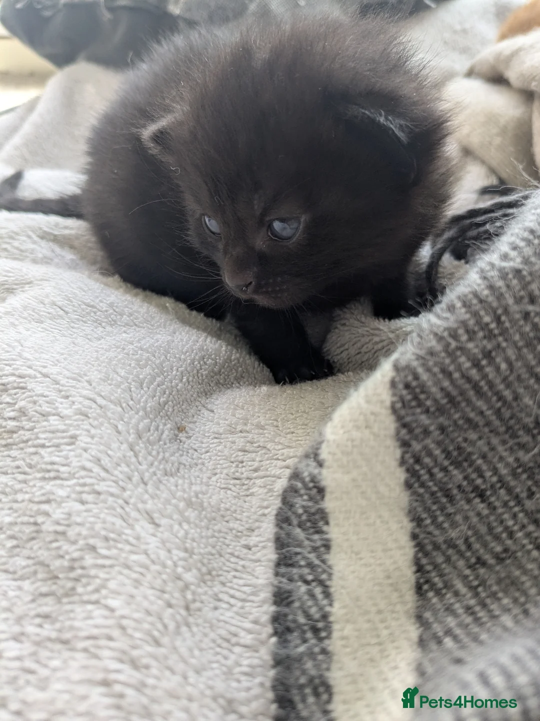 British Shorthair cats for sale: Mum & 5 babies - Advert 2