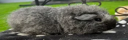 Guinea Pig rodents for sale: Gorgeous Cali bred guinea pigs.  - Advert 6