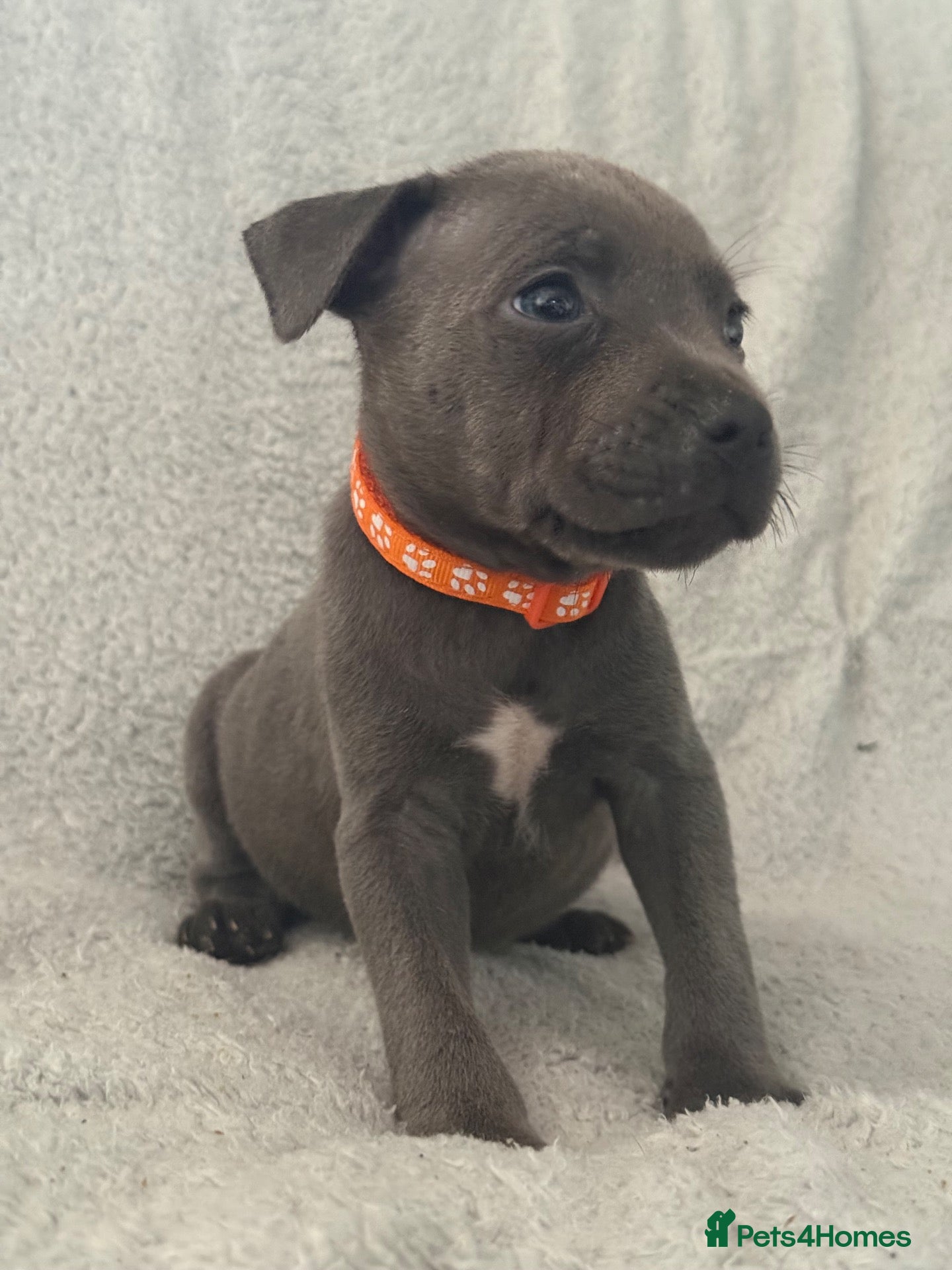 Staffordshire Bull Terrier dogs Blue Staffordshire Bull Terrier Puppies  - Advert 5