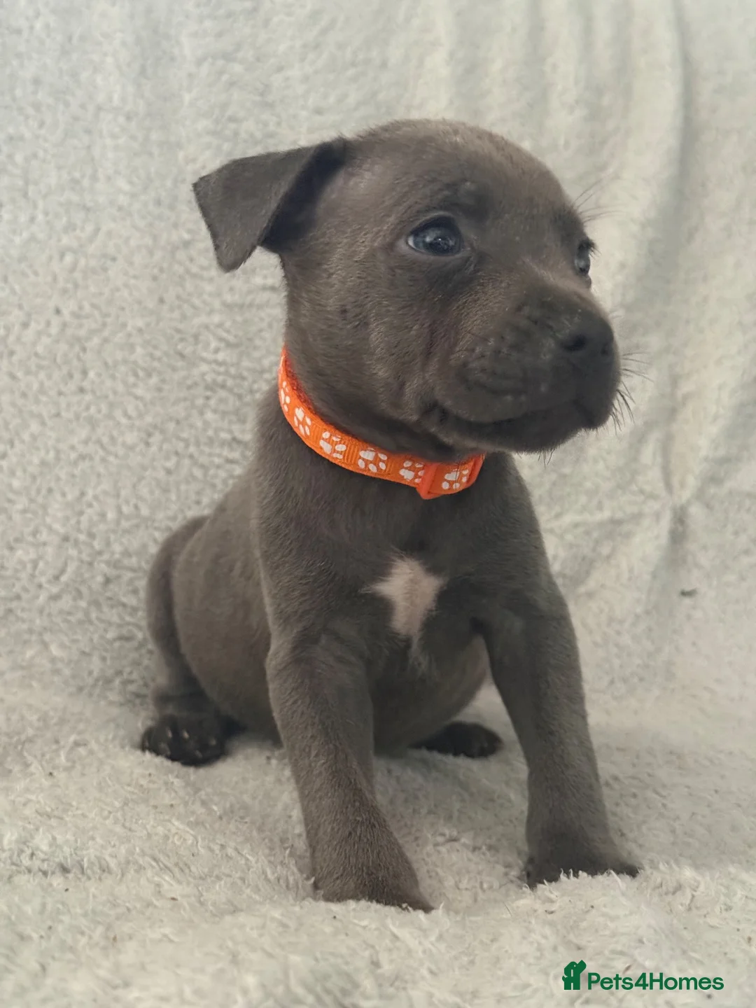Staffordshire Bull Terrier dogs for sale: Blue Staffordshire Bull Terrier Puppies  - Advert 1