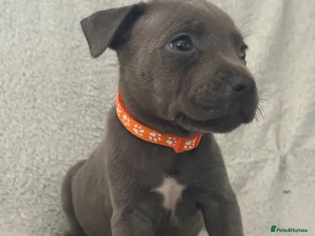 Staffordshire Bull Terrier dogs Blue Staffordshire Bull Terrier Puppies - Advert 18