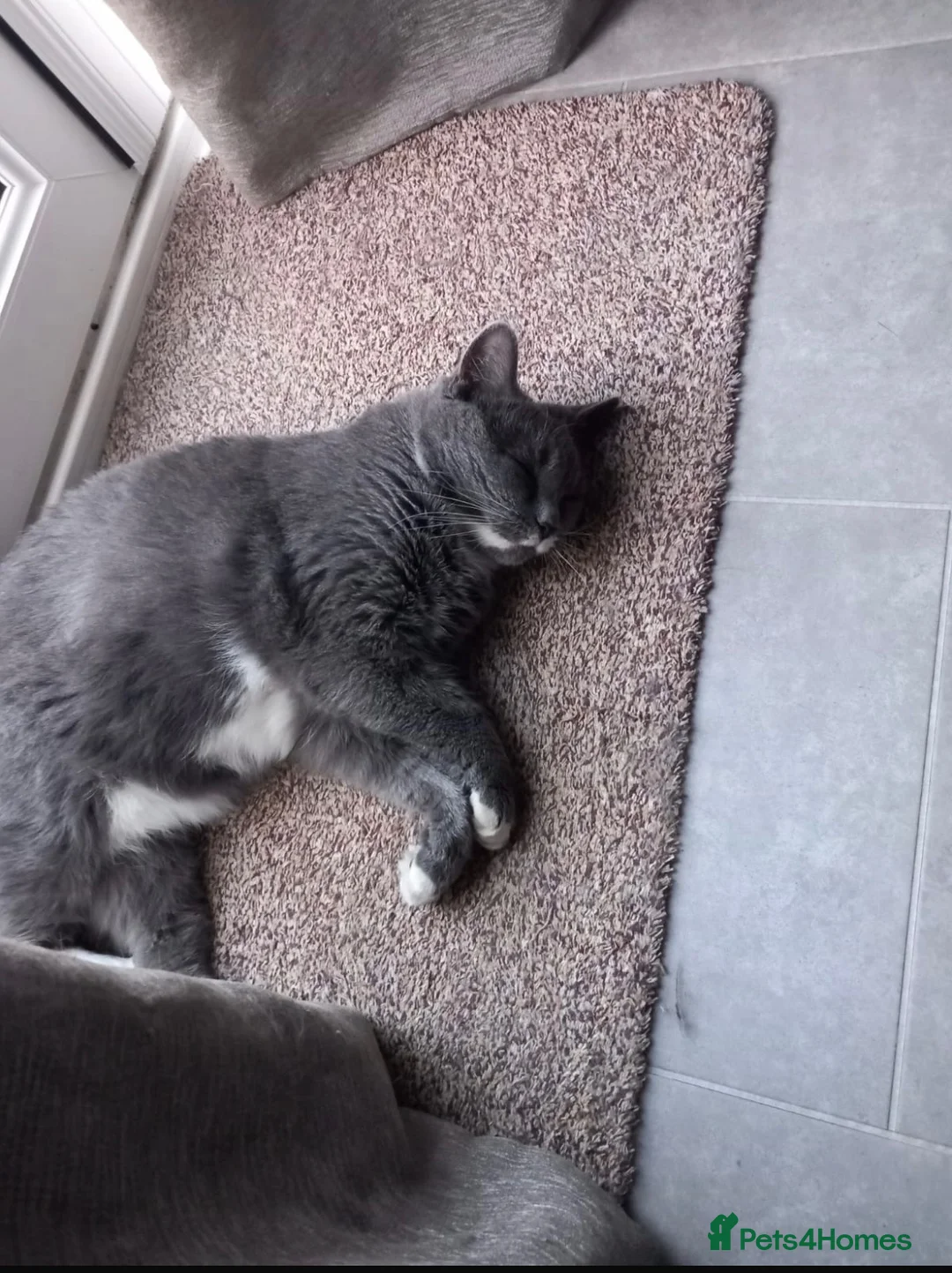 British Shorthair cats for sale: Very special loving home wanted for our cat (2yrs) - Advert 2