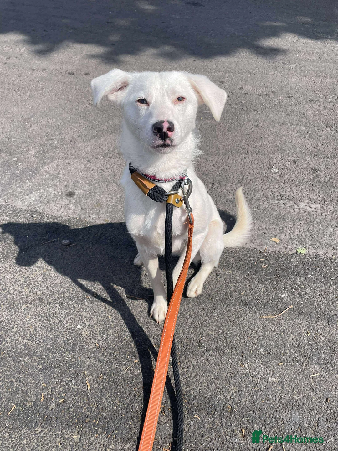 Mixed Breed dogs for adoption: Meet Clove, currently residing in Cheshire  - Advert 7