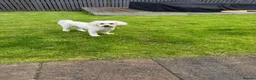 Cavapoo dogs for sale: Cavapoo - Advert 1