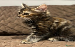 British Longhair cats for sale: Longhair for sale - Image 4